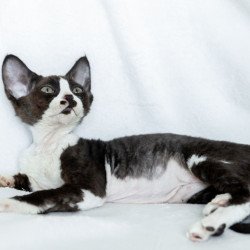 Devon Rex NOV Prince
