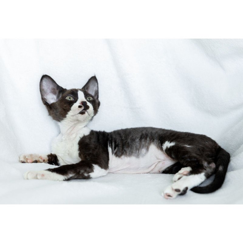 Devon Rex NOV Prince