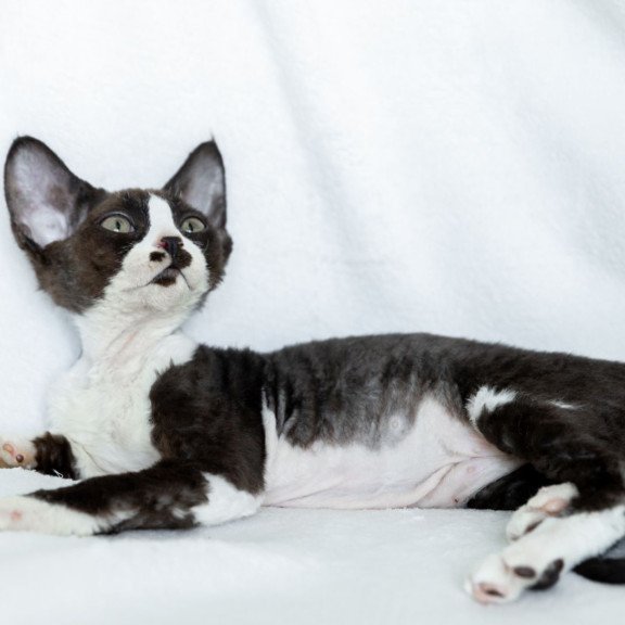 Devon Rex NOV Prince