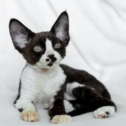 Devon Rex NOV Prince
