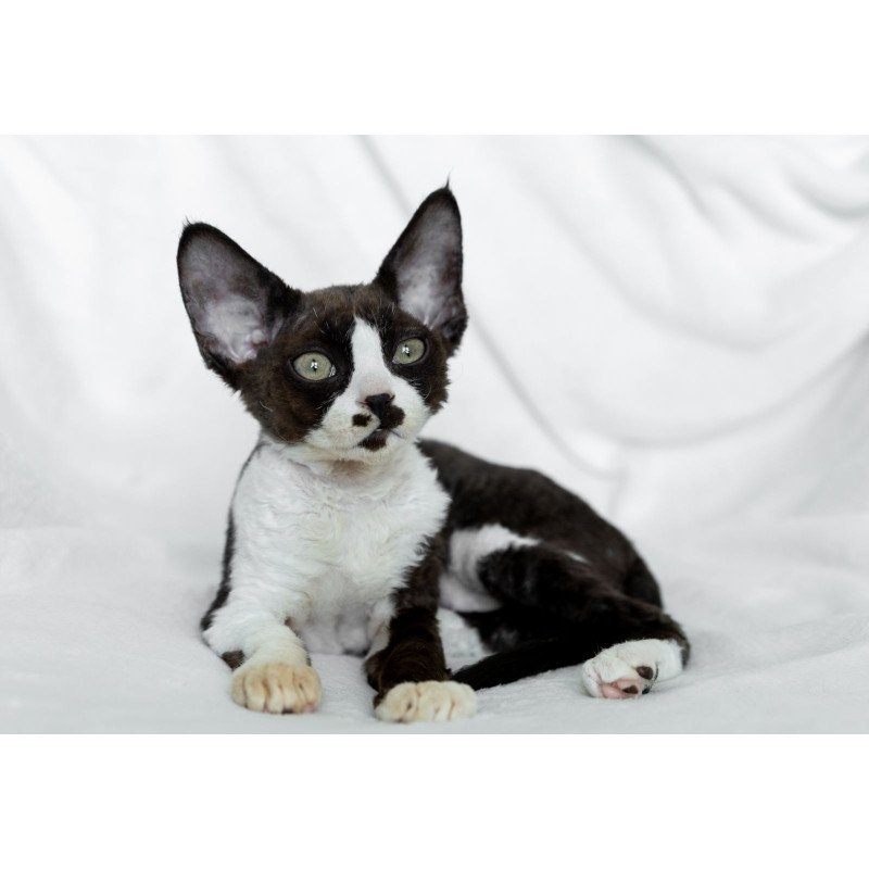 Devon Rex NOV Prince