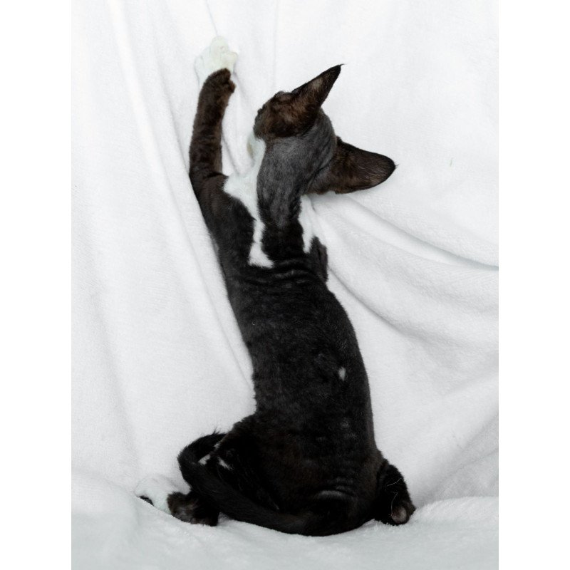 Devon Rex NOV Prince
