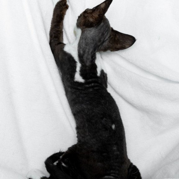 Devon Rex NOV Prince