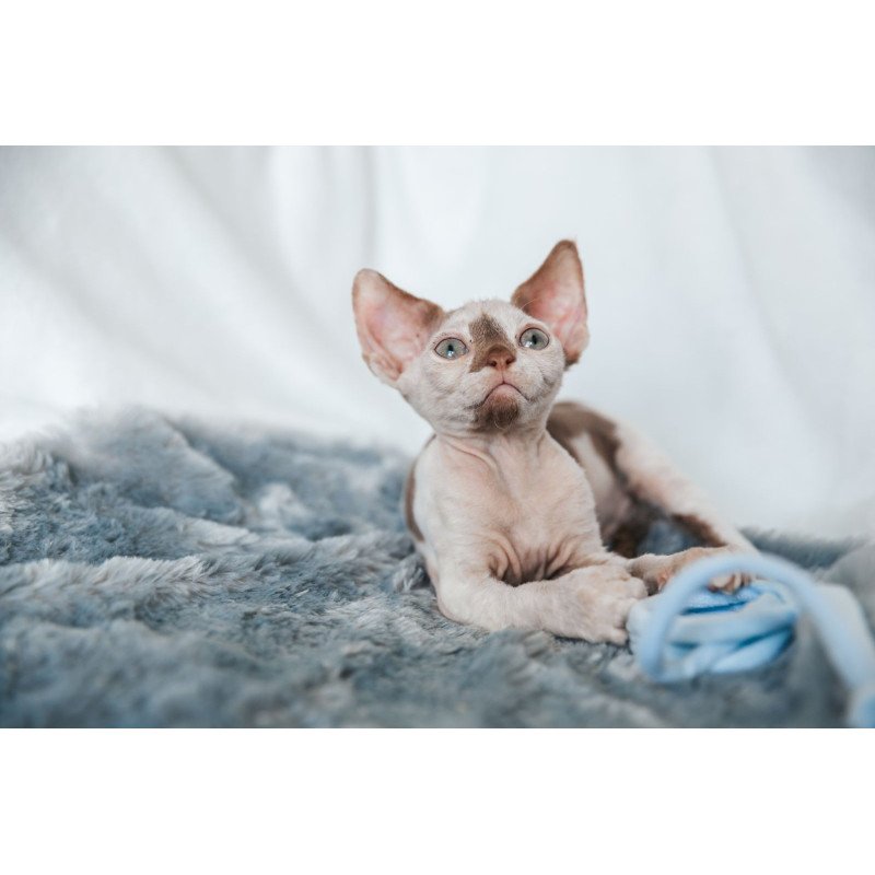 Devon Rex NOV Yoda
