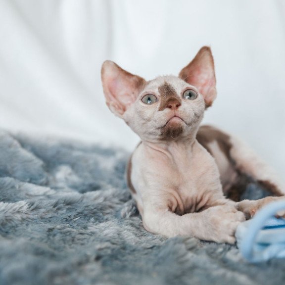 Devon Rex NOV Yoda