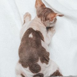 Devon Rex NOV Yoda