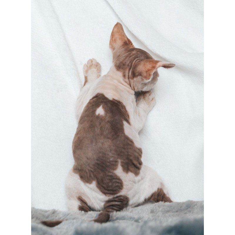 Devon Rex NOV Yoda