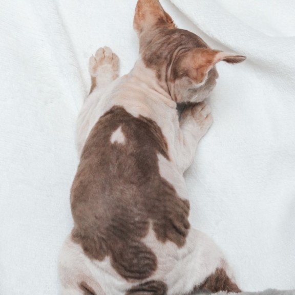 Devon Rex NOV Yoda