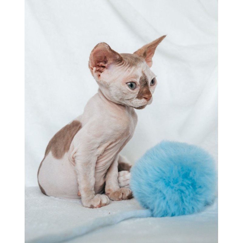 Devon Rex NOV Yoda