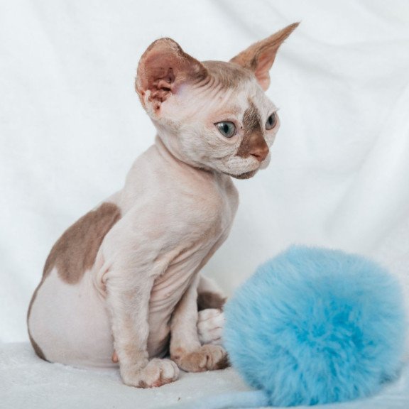 Devon Rex NOV Yoda