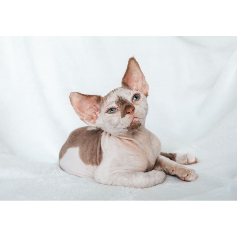 Devon Rex NOV Yoda