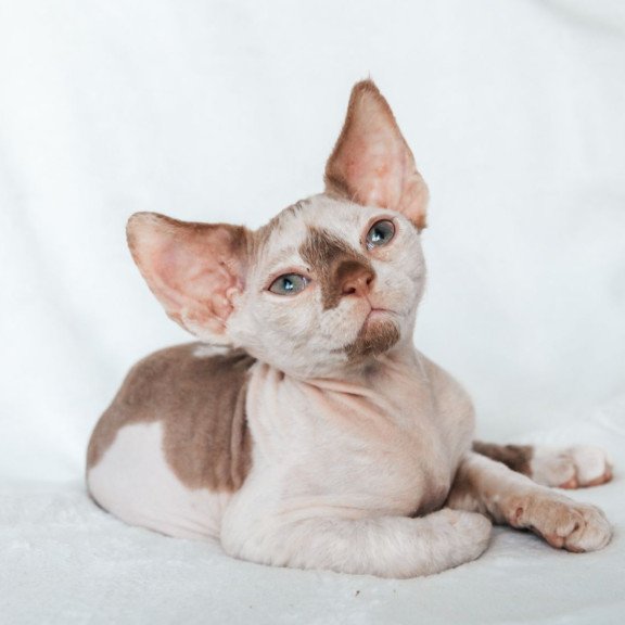 Devon Rex NOV Yoda
