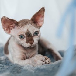 Devon Rex NOV Yoda