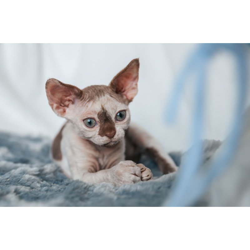 Devon Rex NOV Yoda