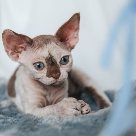 Devon Rex NOV Yoda