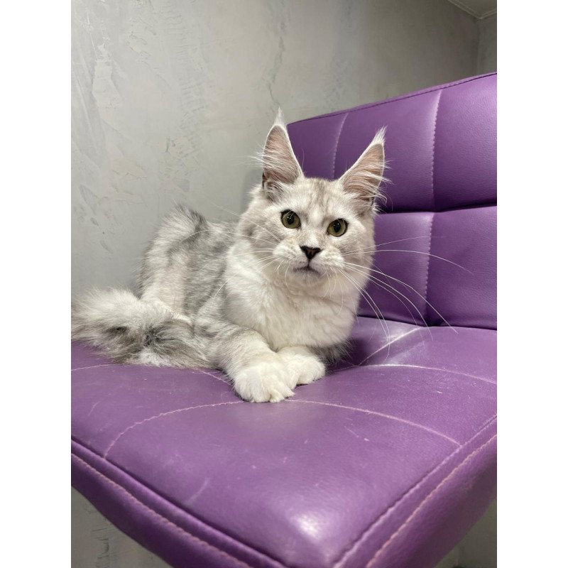 Maine Coon NOV Kira