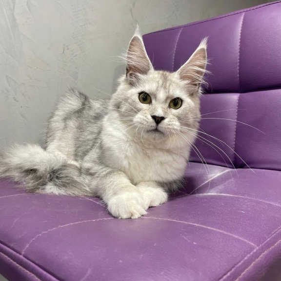 Maine Coon NOV Kira