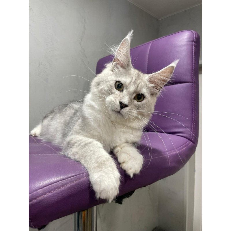 Maine Coon NOV Kira