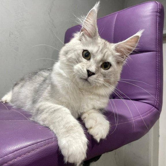 Maine Coon NOV Kira