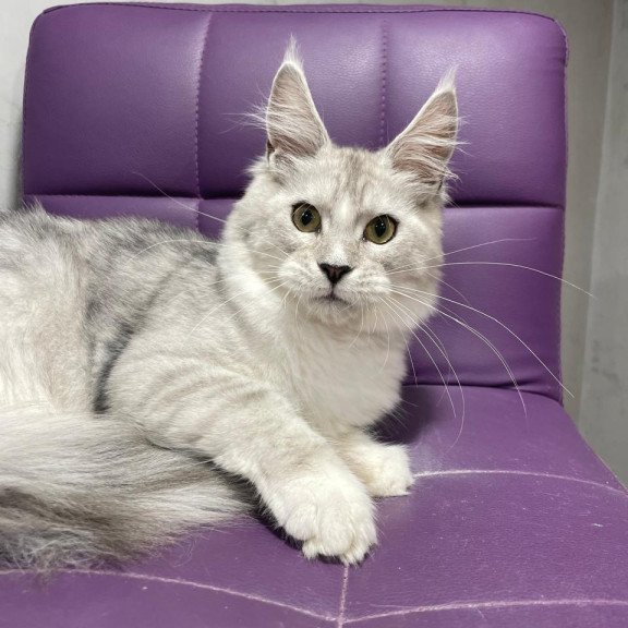 Maine Coon NOV Kira