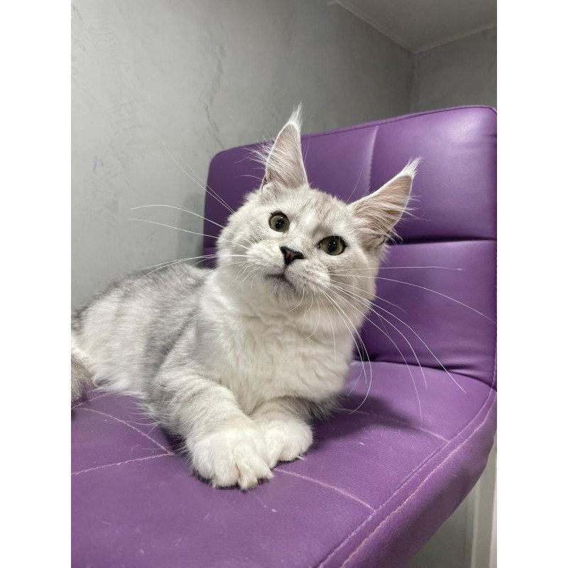 Maine Coon NOV Kira
