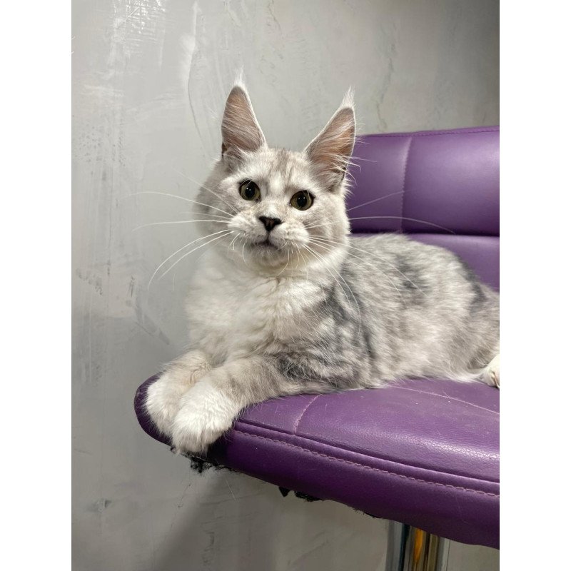 Maine Coon NOV Kira