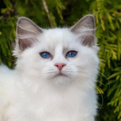 Ragdoll NOV Pava