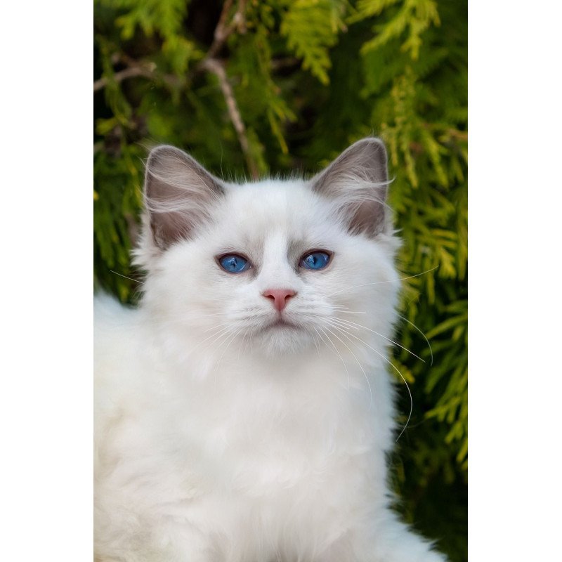 Ragdoll NOV Pava