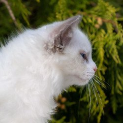 Ragdoll NOV Pava