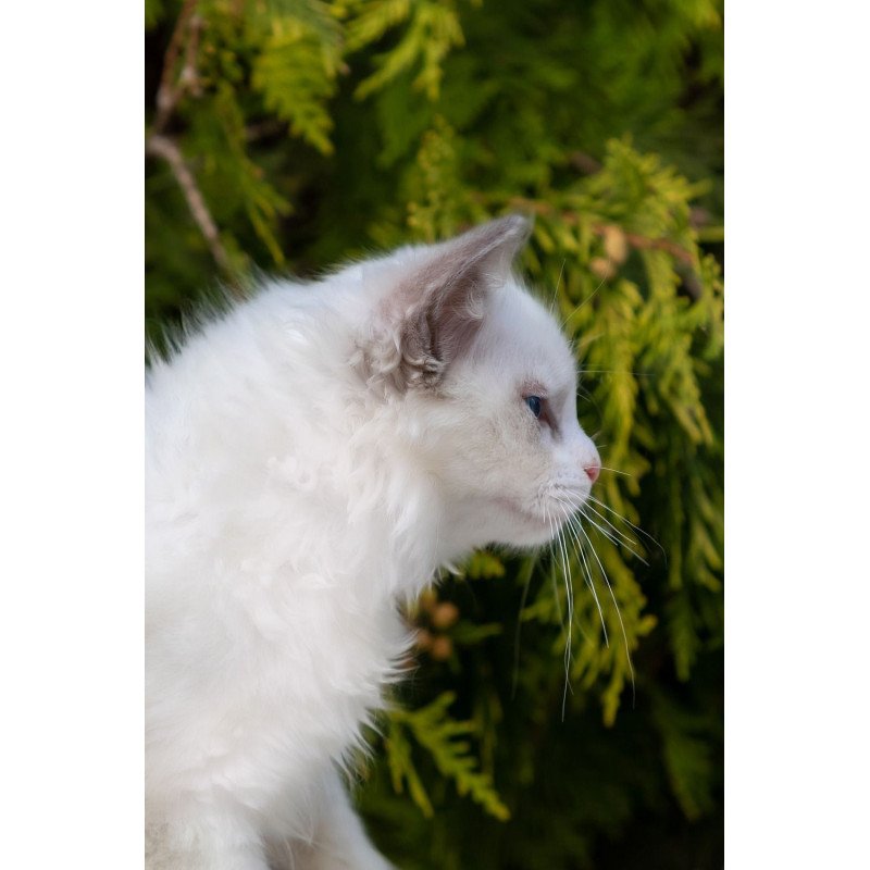 Ragdoll NOV Pava