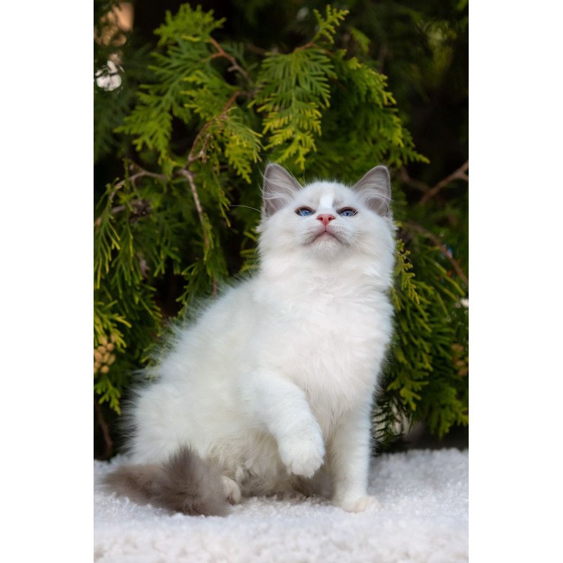 Ragdoll NOV Pava