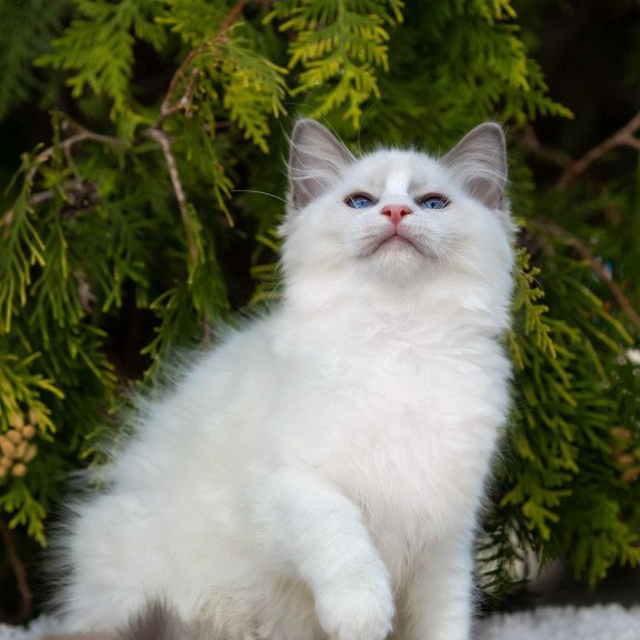 Ragdoll NOV Pava