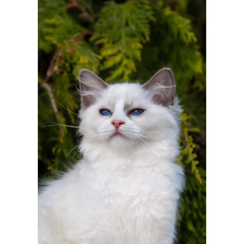 Ragdoll NOV Pava