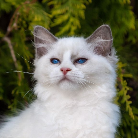 Ragdoll NOV Pava