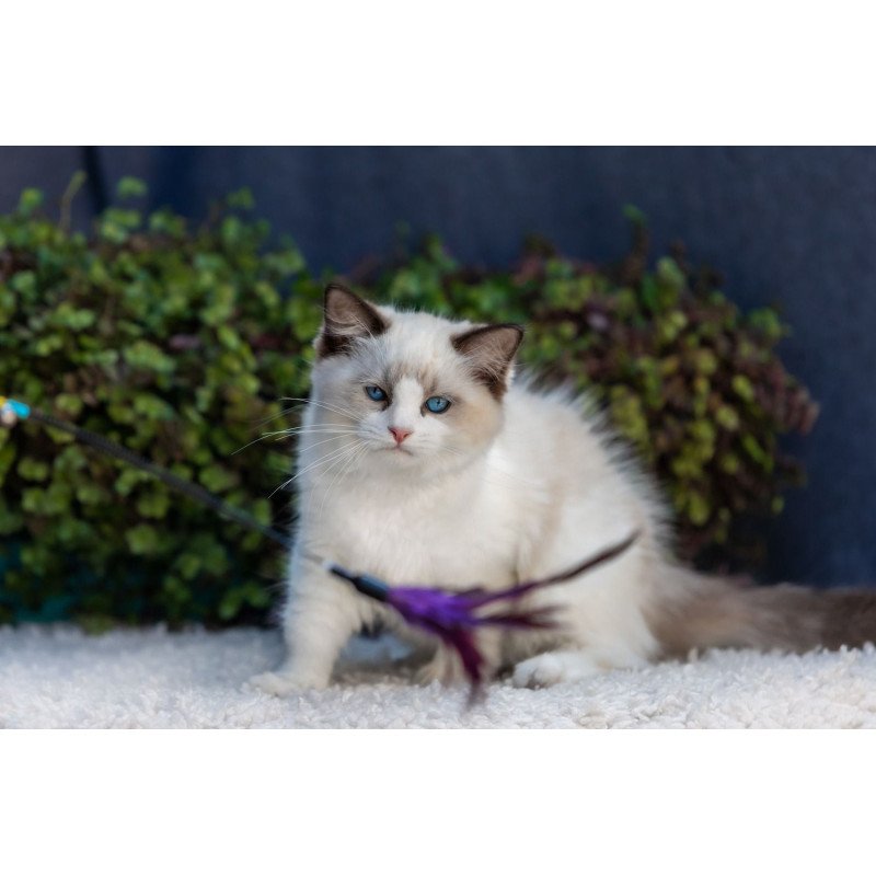 Ragdoll NOV Pixel
