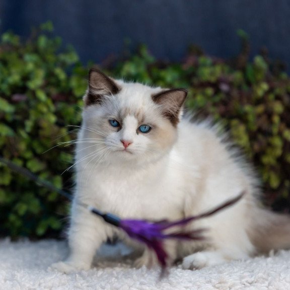 Ragdoll NOV Pixel