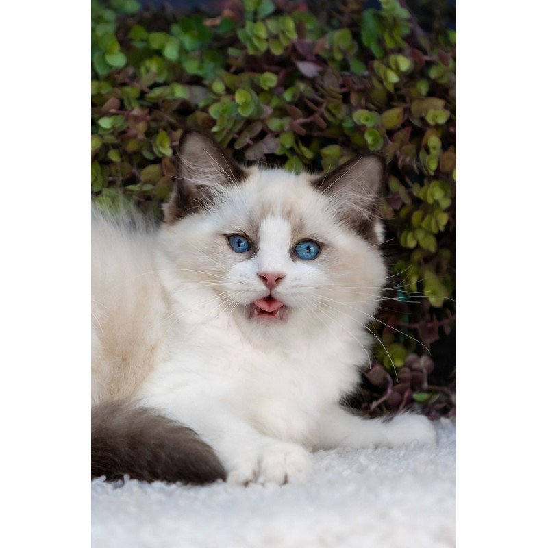 Ragdoll NOV Pixel