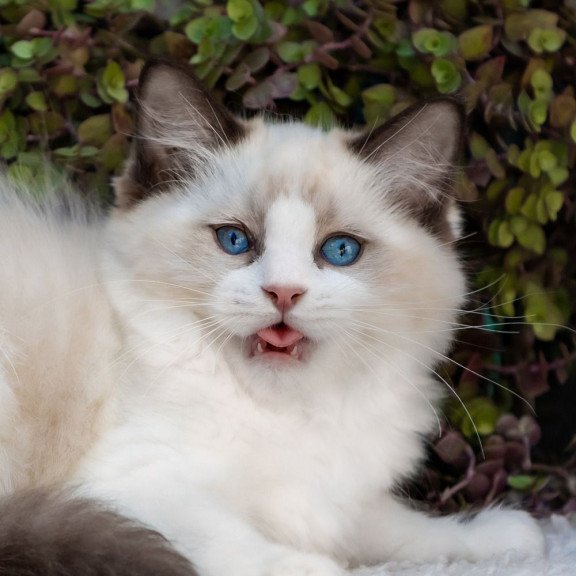 Ragdoll NOV Pixel