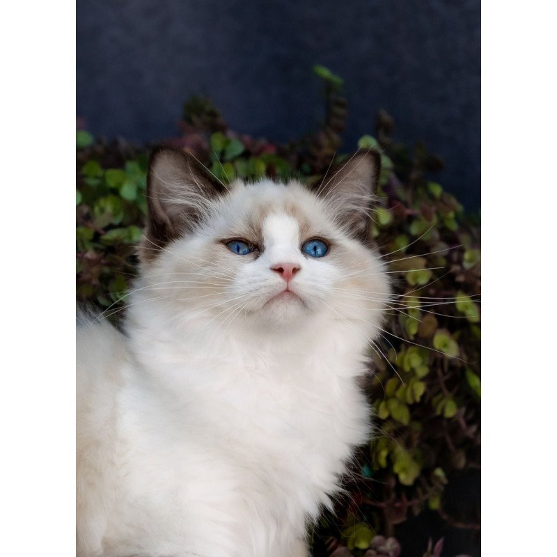 Ragdoll NOV Pixel