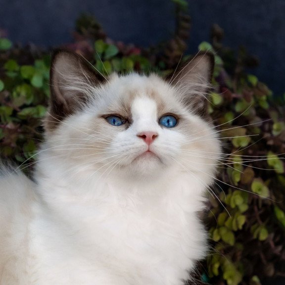 Ragdoll NOV Pixel