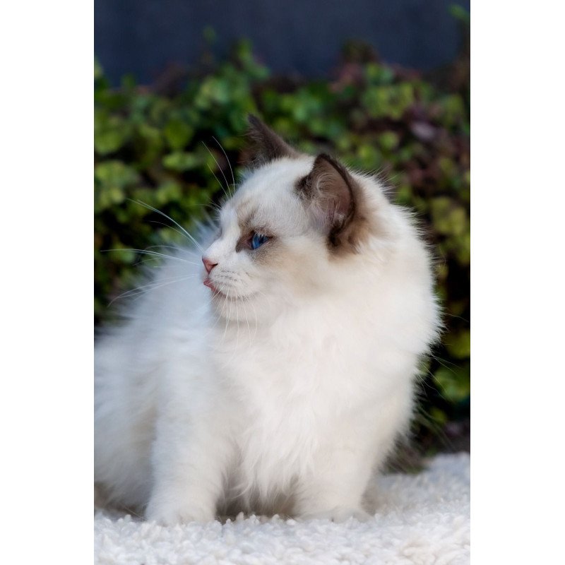 Ragdoll NOV Pixel