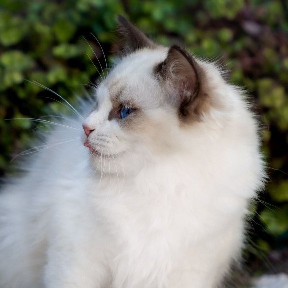 Ragdoll NOV Pixel