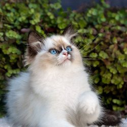 Ragdoll NOV Plusha