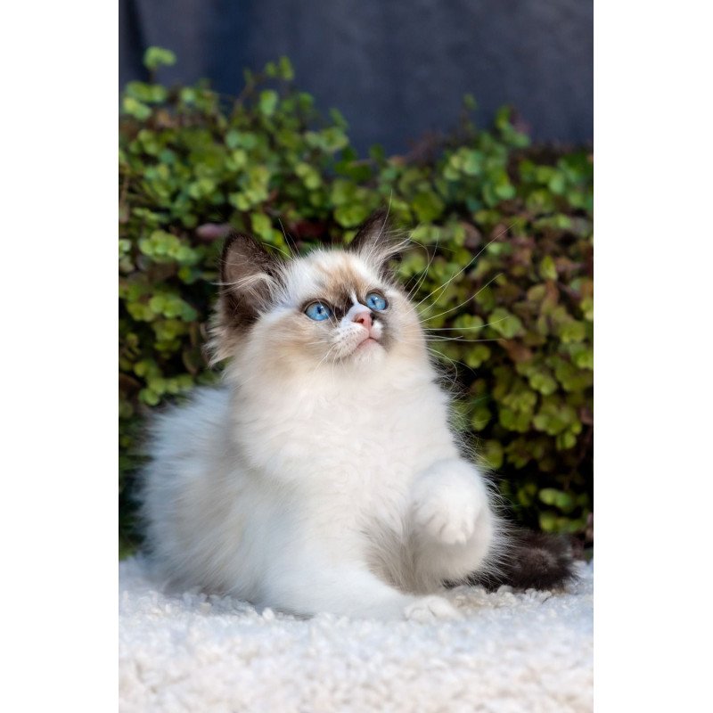 Ragdoll NOV Plusha