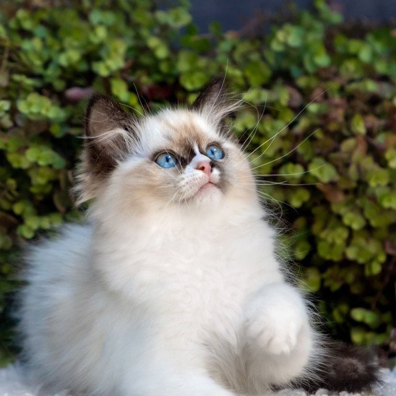 Ragdoll NOV Plusha