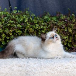 Ragdoll NOV Plusha