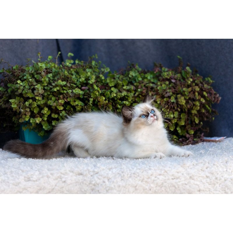 Ragdoll NOV Plusha