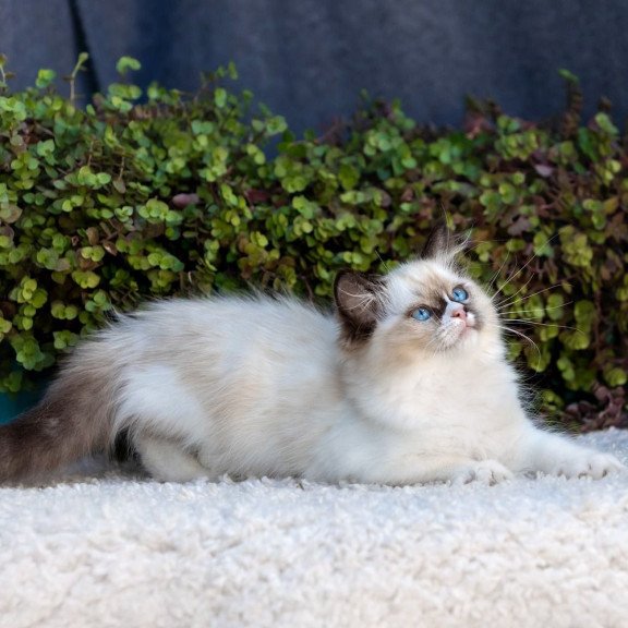 Ragdoll NOV Plusha