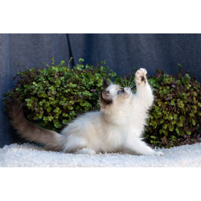 Ragdoll NOV Plusha