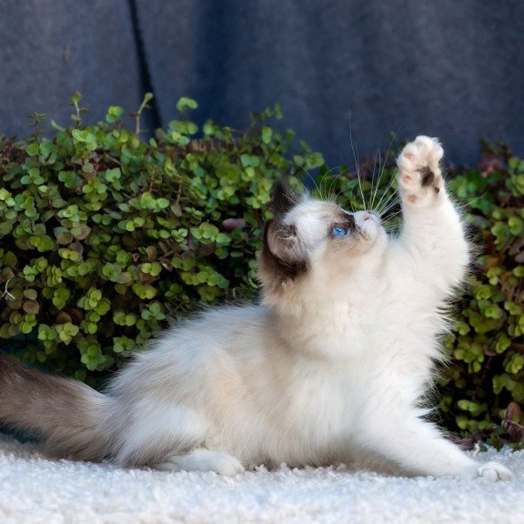 Ragdoll NOV Plusha